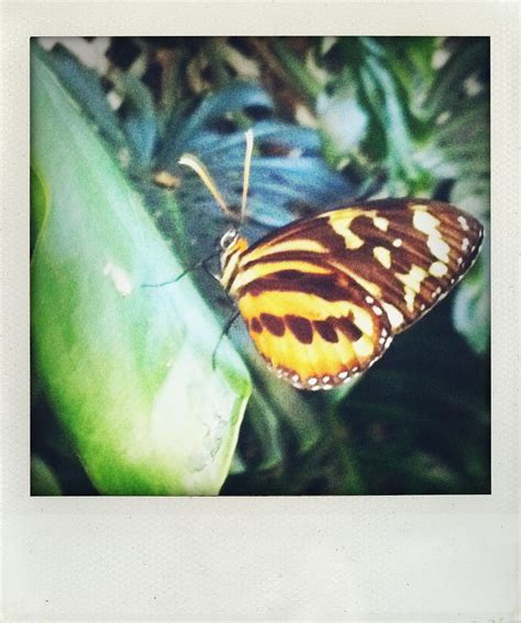 butterfly museum deerfield